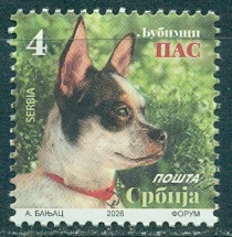 2026 сербия Собачка.jpg 2026 сербия Собачка.jpg