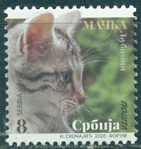 2026 Сербия Киска.jpg 2026 Сербия Киска.jpg